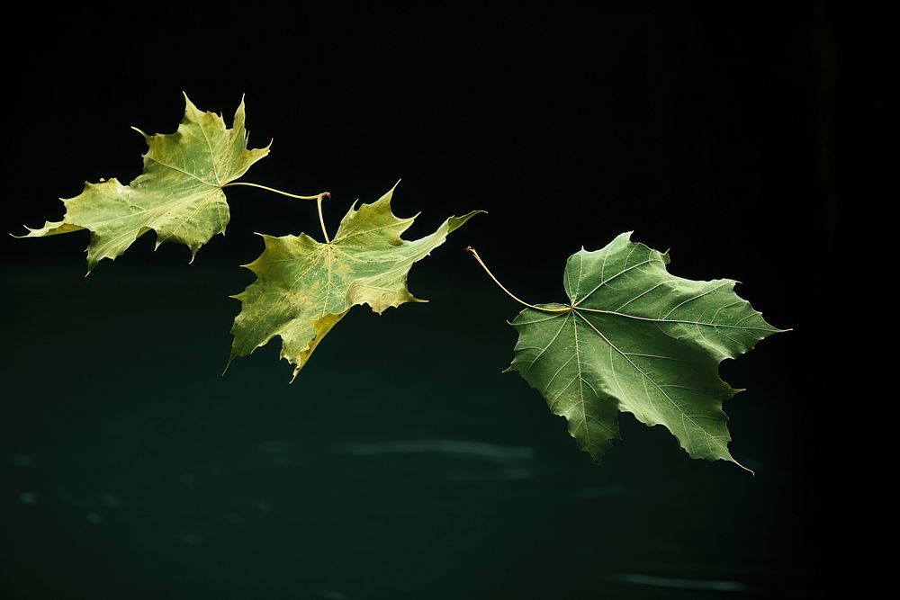 Fall green leaves floating plant maple.