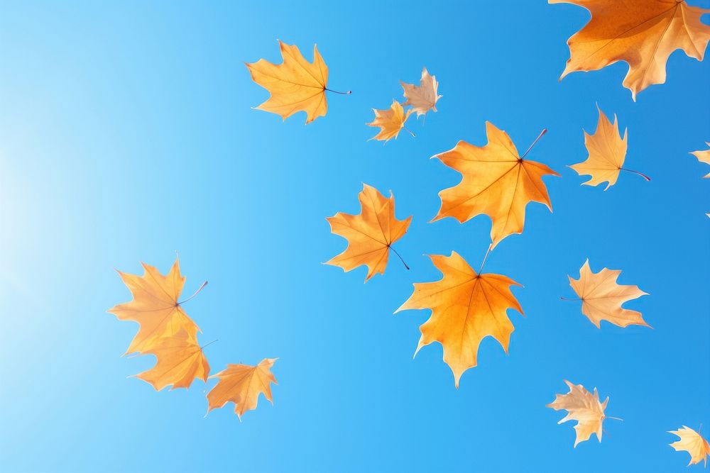 Fall malple leaves sky outdoors nature.