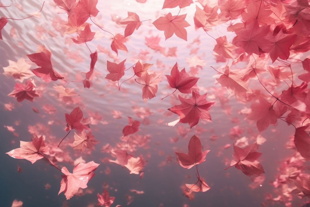 Fall pink leaves floating flying petal.