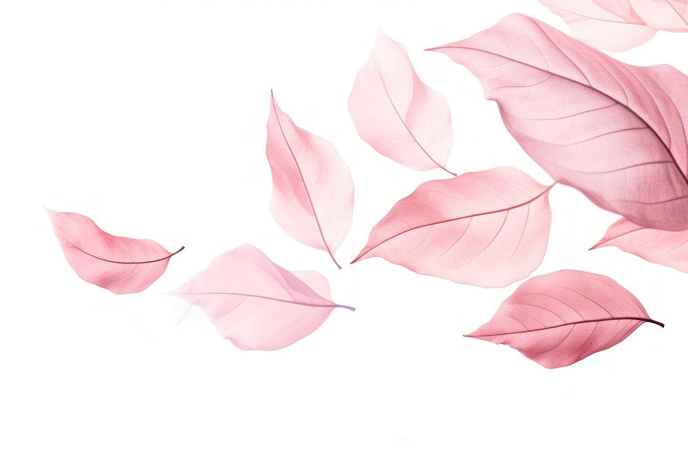 Pink leaves backgrounds petal plant.