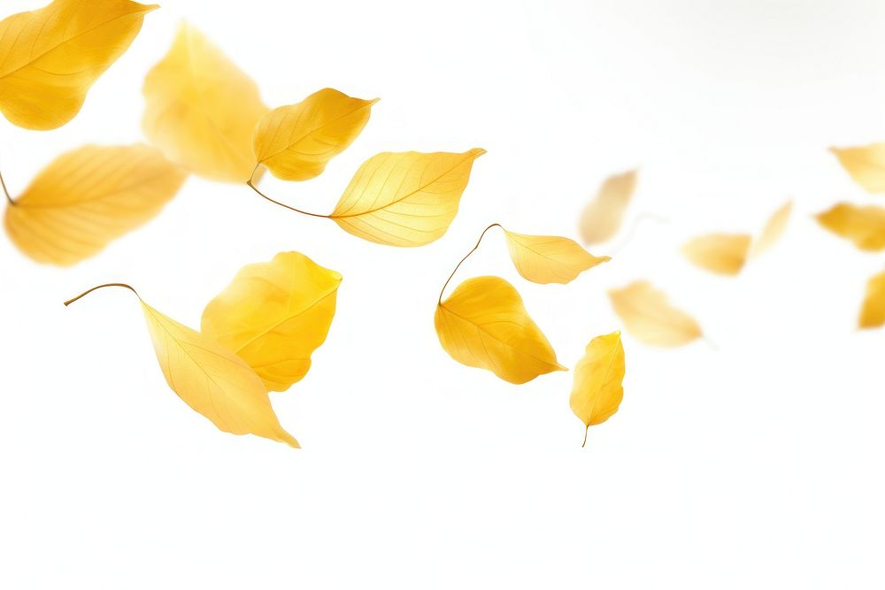 Yellow leaves backgrounds petal plant.
