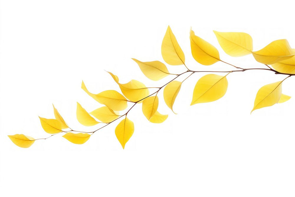 Yellow leaves plant leaf white background.