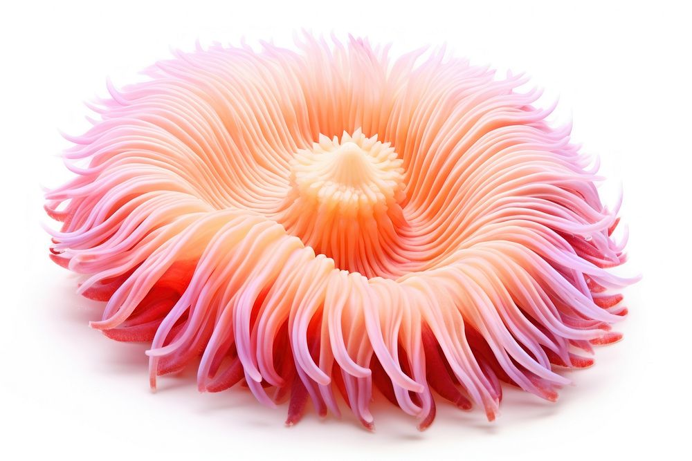 Heteractis magnifica sea anemone plant white background invertebrate.