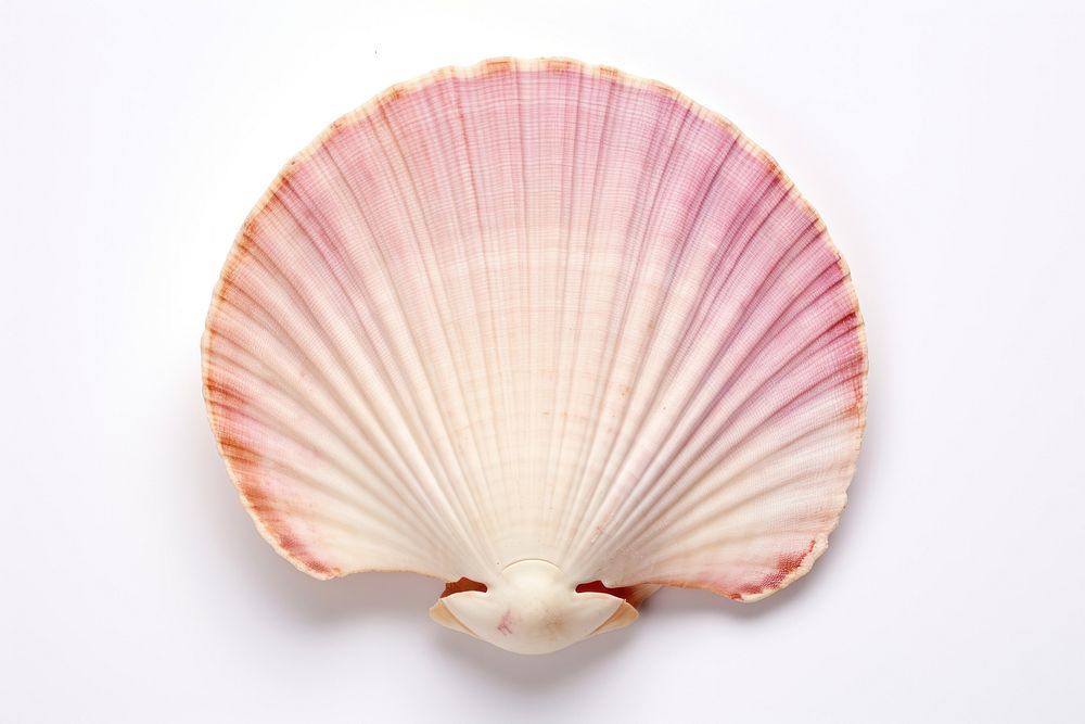 Scallop seashell clam white background.