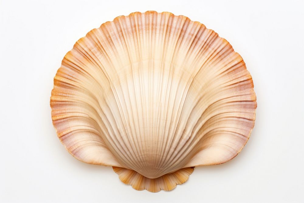 Scallop seashell seafood clam.