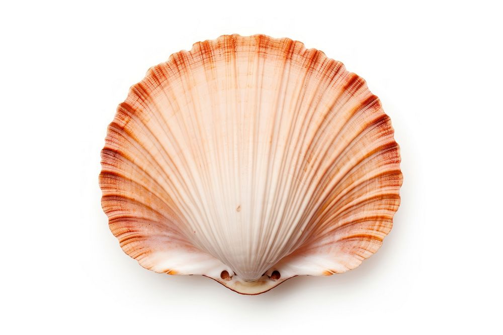 Scallop seashell seafood clam.
