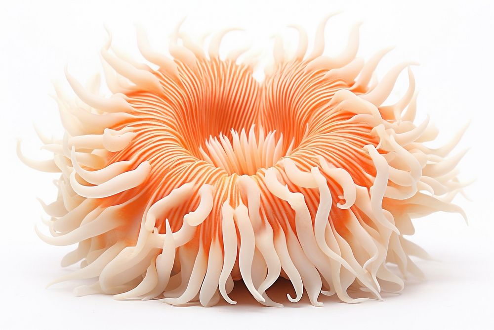Stichodactyla gigantea sea anemone nature plant white background.