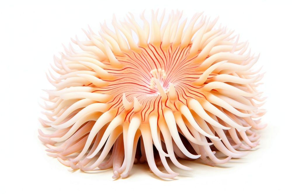 Stichodactyla gigantea sea anemone nature white background pomacentridae.