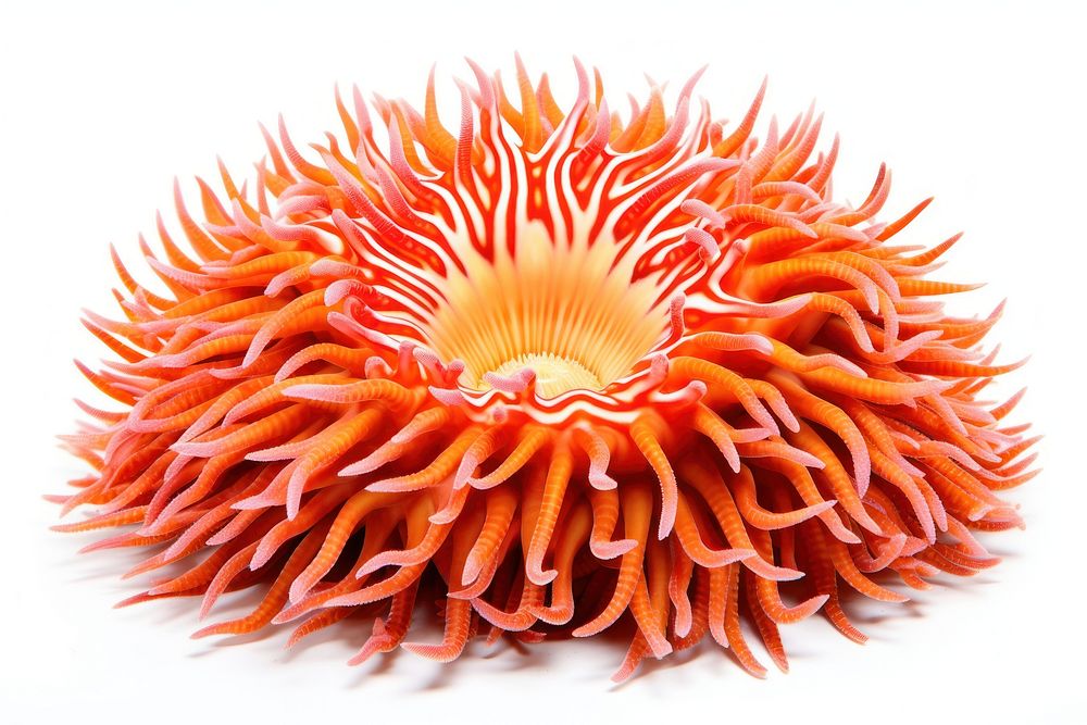 Stichodactyla gigantea sea anemone nature food white background.