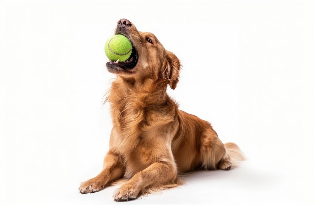 Retriever holding tennis ball animal pet mammal.