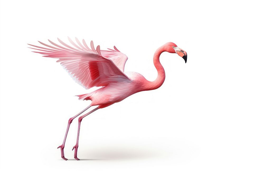 Pink flamingo running animal bird pink.