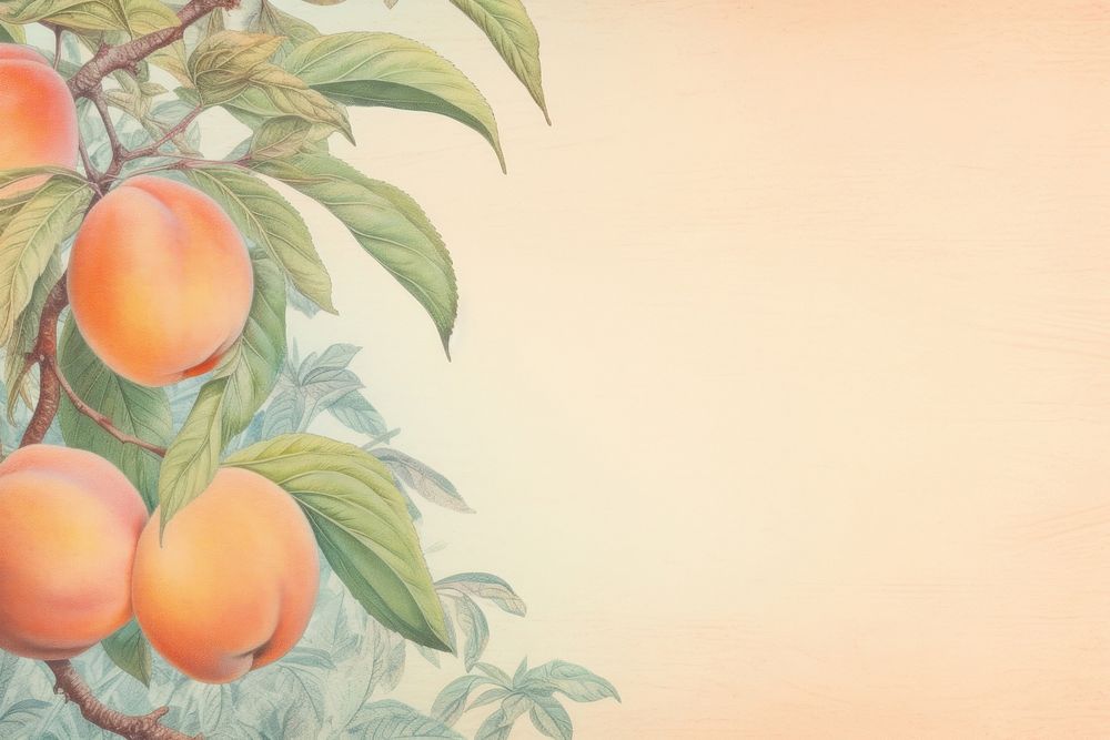 Realistic vintage drawing of peach border backgrounds plant fruit.