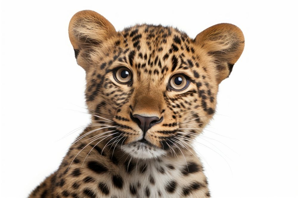 Leopard looking confused wildlife cheetah animal.