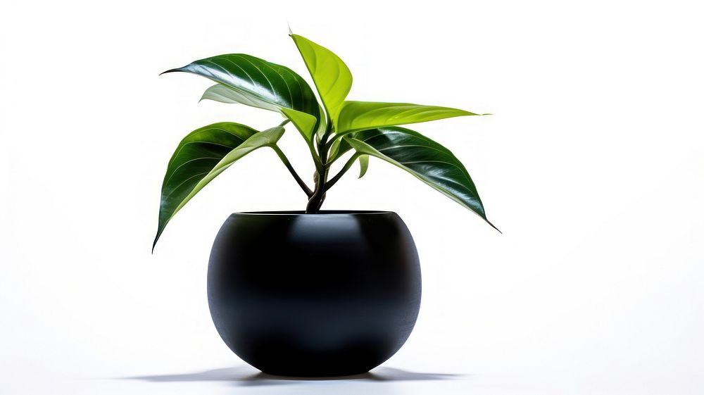 Black potted plant black leaf vase.