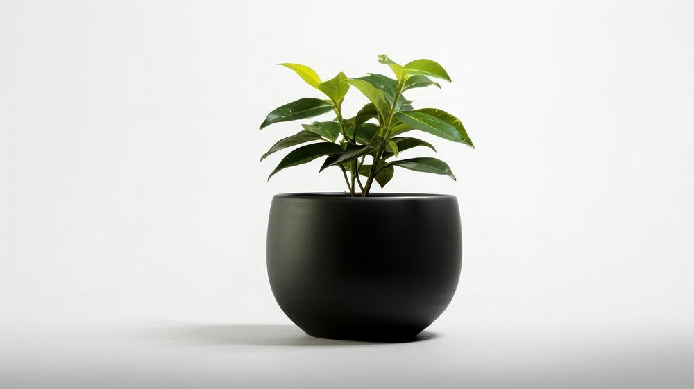Black potted plant black vase leaf.