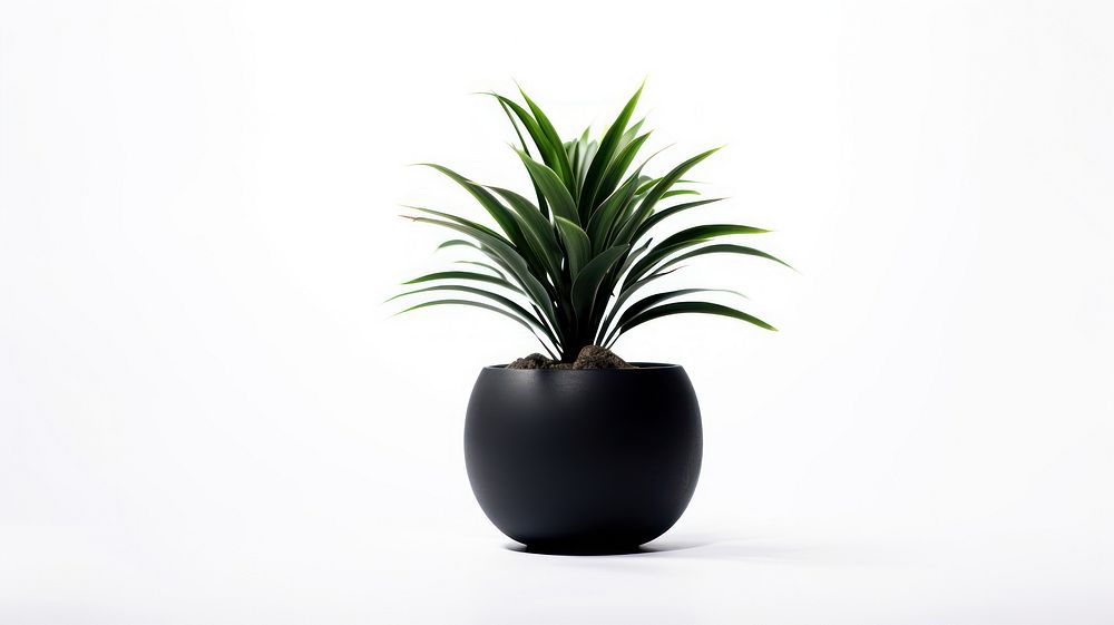 Black potted plant black vase white background.