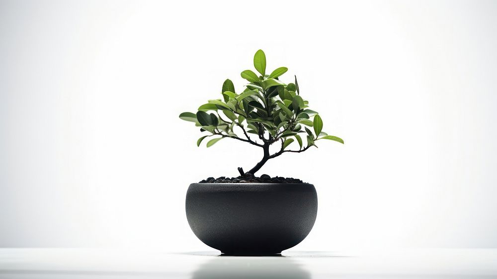 Black potted plant bonsai leaf houseplant.
