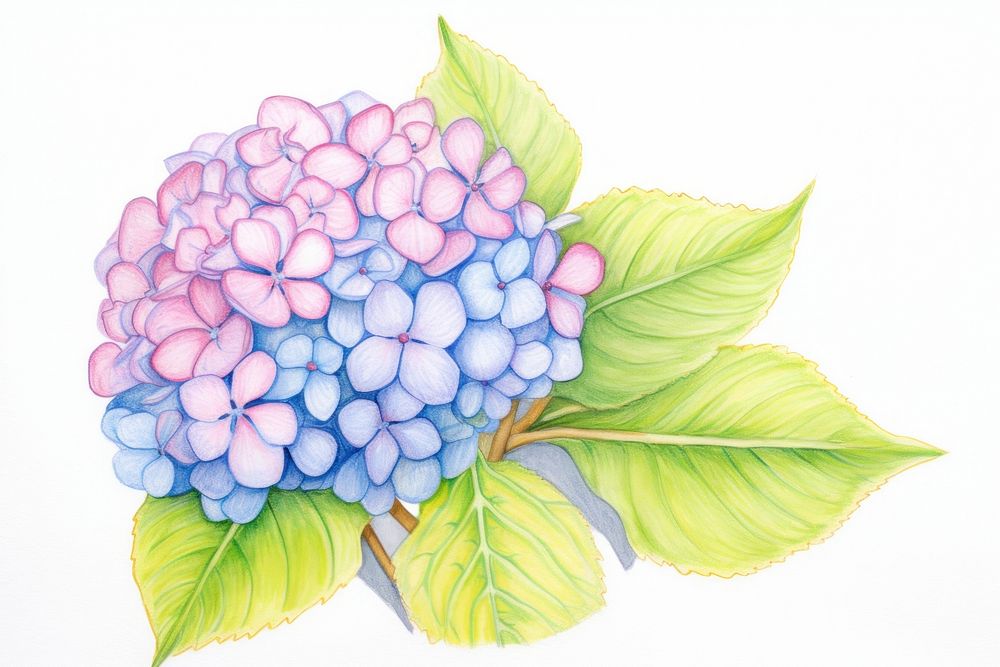 Hydrangea drawing flower sketch.