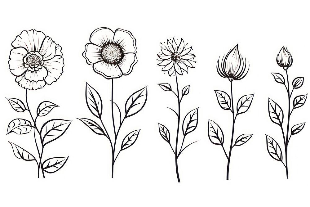 Flowers sketch pattern drawing.