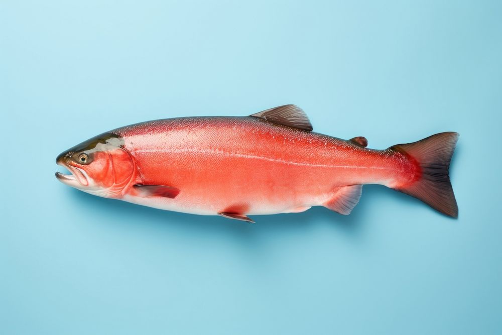 Salmon animal fish underwater.