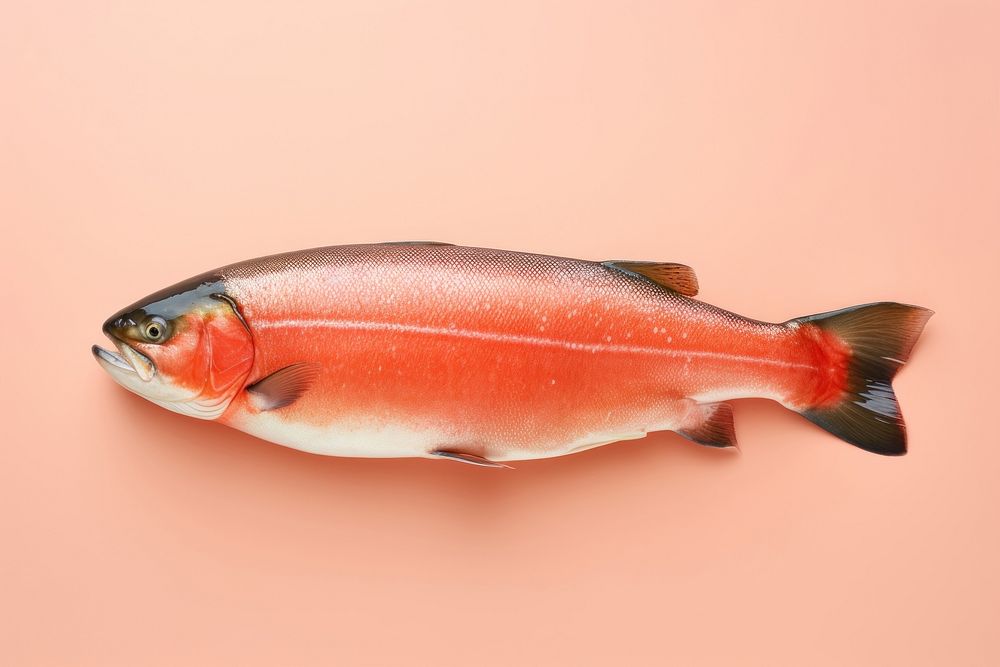 Salmon animal fish freshness.