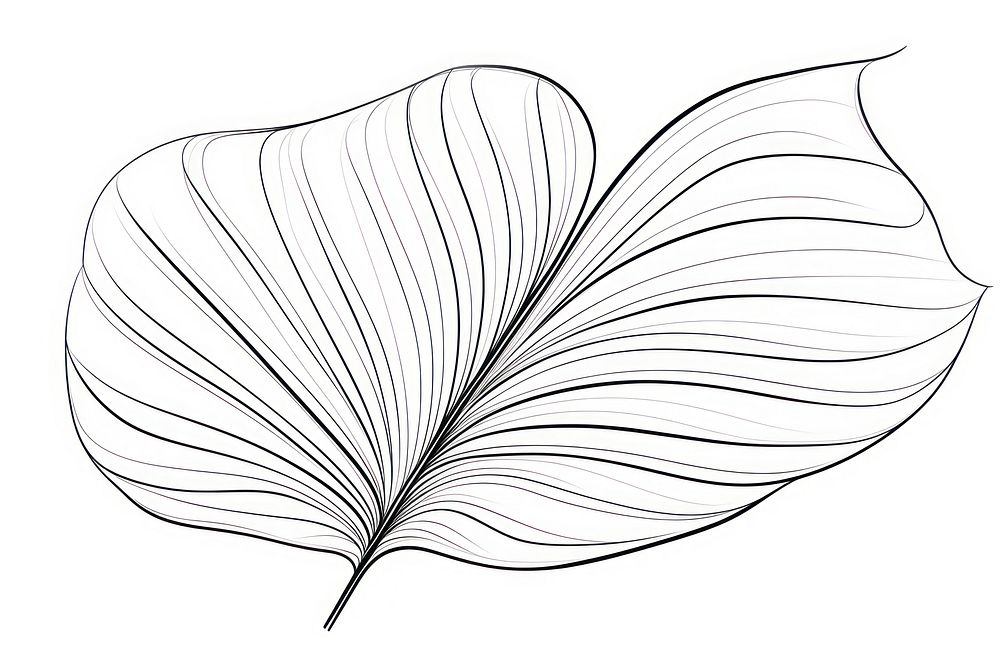 Leaf sketch leaf drawing.