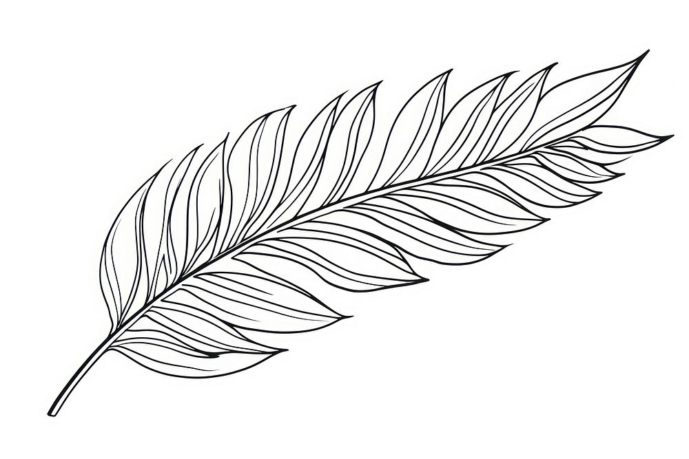 Leaf sketch leaf drawing.