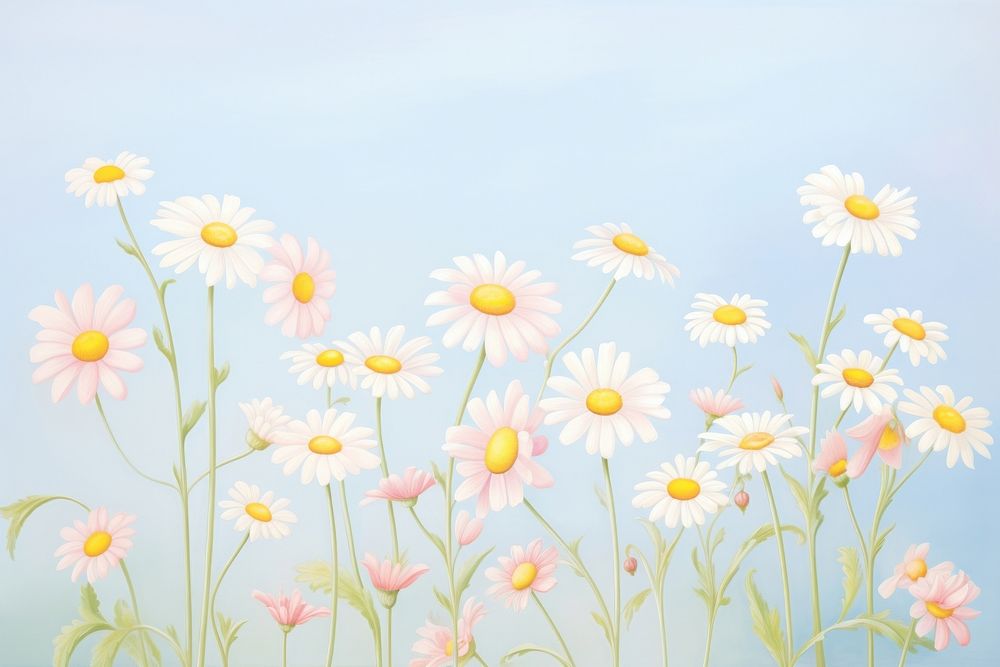 Painting of daisy border backgrounds outdoors blossom.