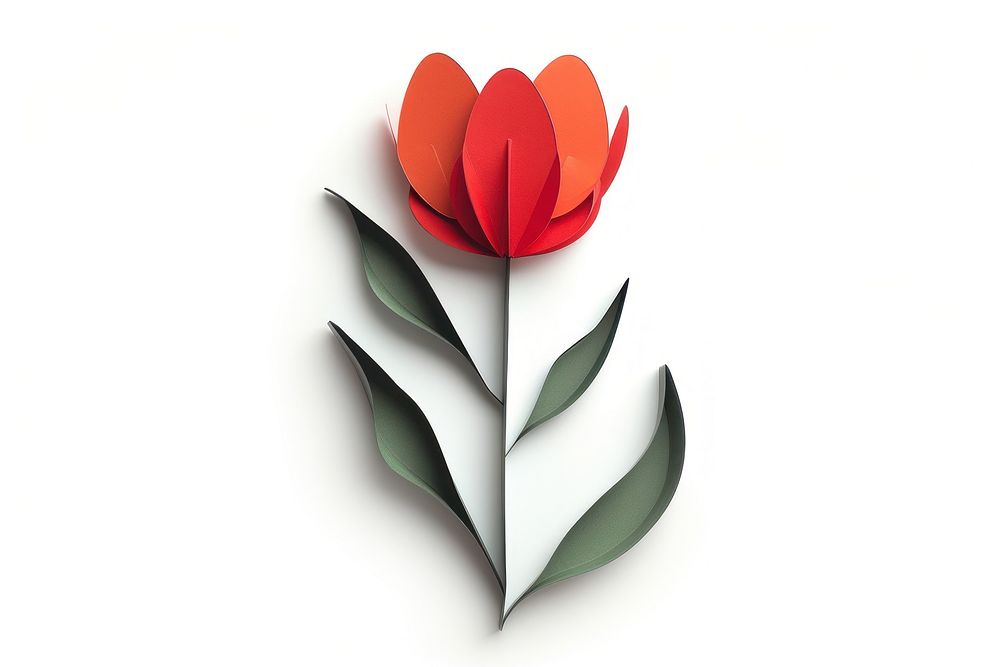 Tulip flower petal plant.