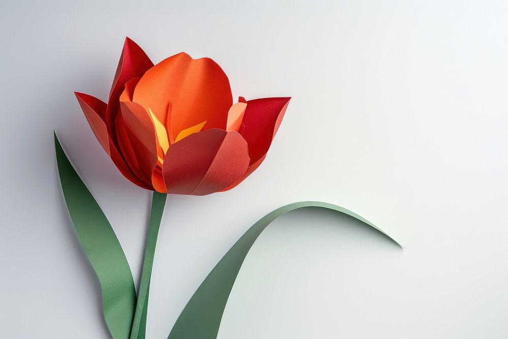 Tulip flower plant inflorescence.