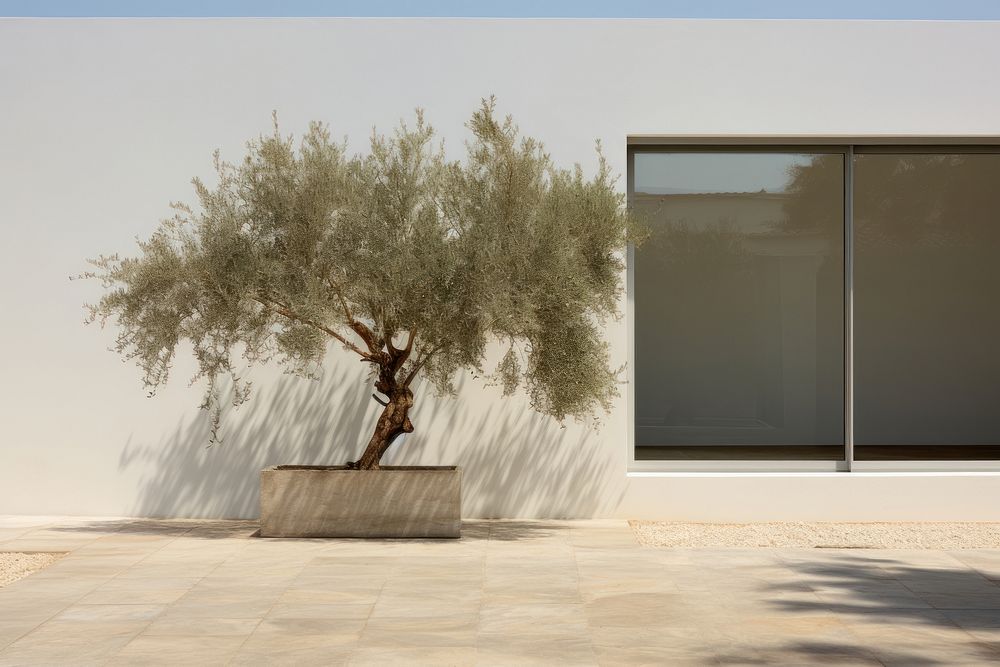 Out door olive tree decorate in home bonsai plant architecture.