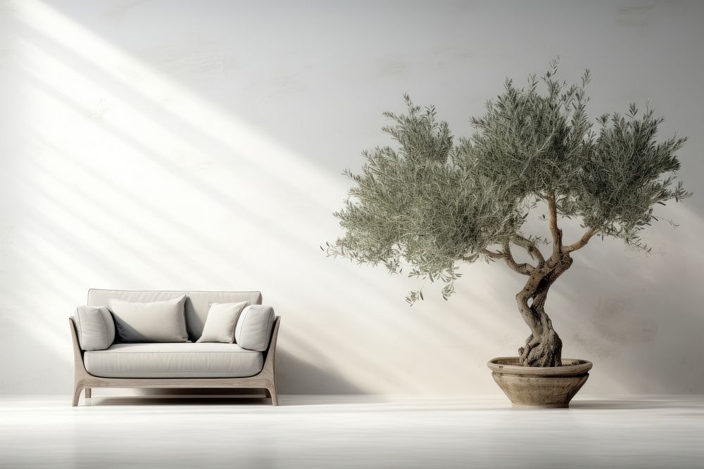 Out door olive tree decorate in home architecture furniture bonsai.