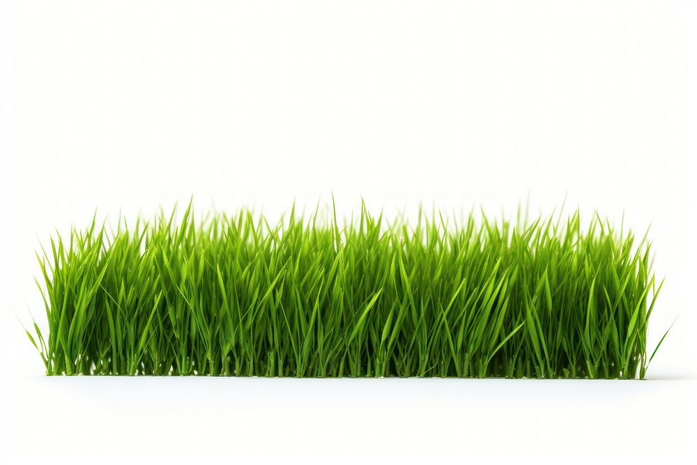 Green grass field plant lawn white background.