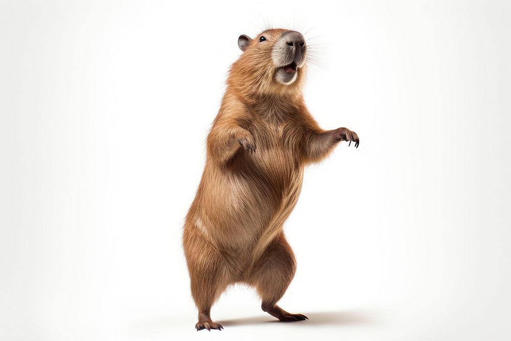 Happy smiling Capybara dance capybara | Premium Photo - rawpixel