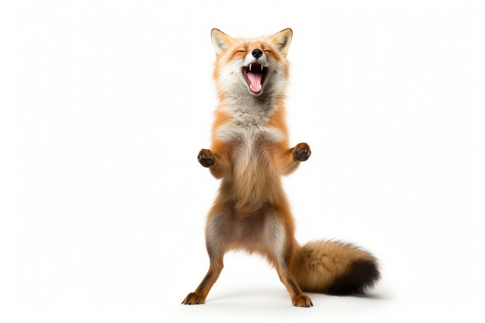 Happy smiling Fox dance fox wildlife mammal.