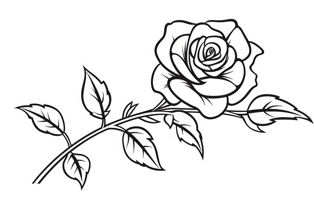 Rose sketch rose pattern.