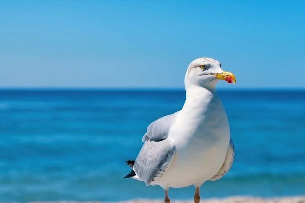 Outdoors seagull animal bird.