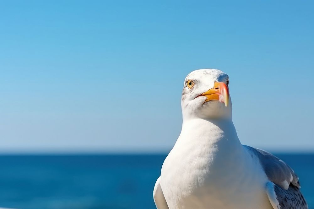 Seagull animal bird beak.