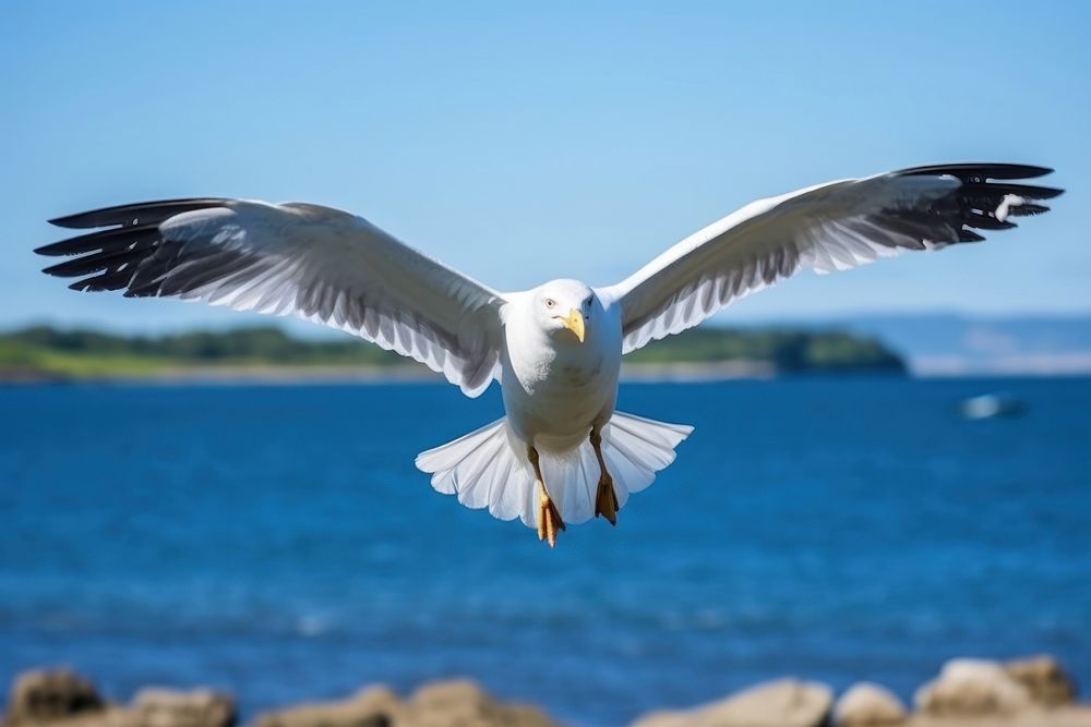 Outdoors seagull animal flying.