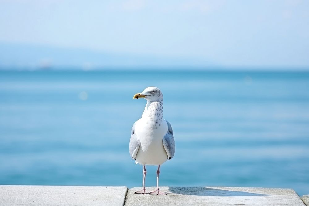 Outdoors seagull horizon animal.