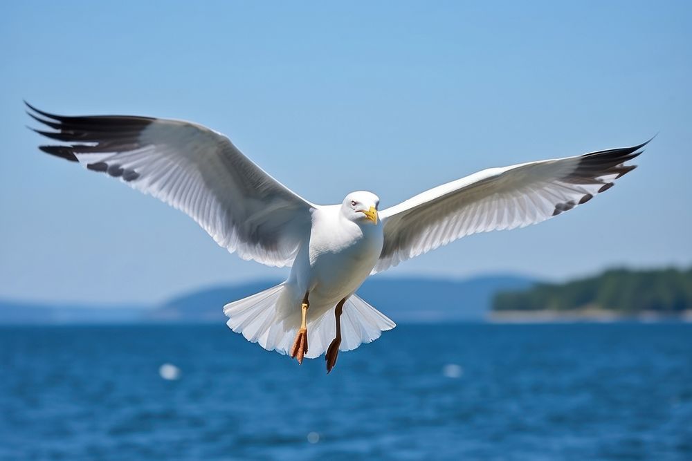 Seagull animal flying bird.