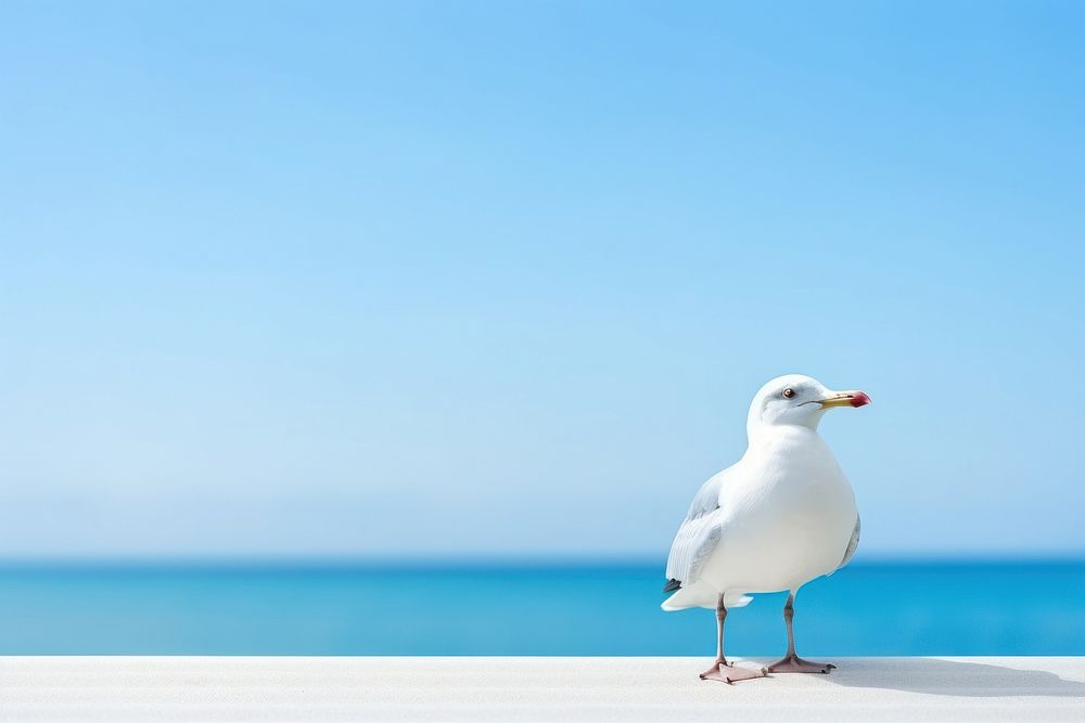 Seagull seagull outdoors horizon.