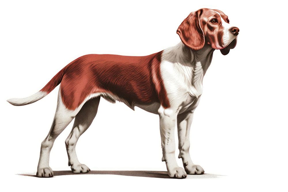 Beagle dog beagle pointer animal.