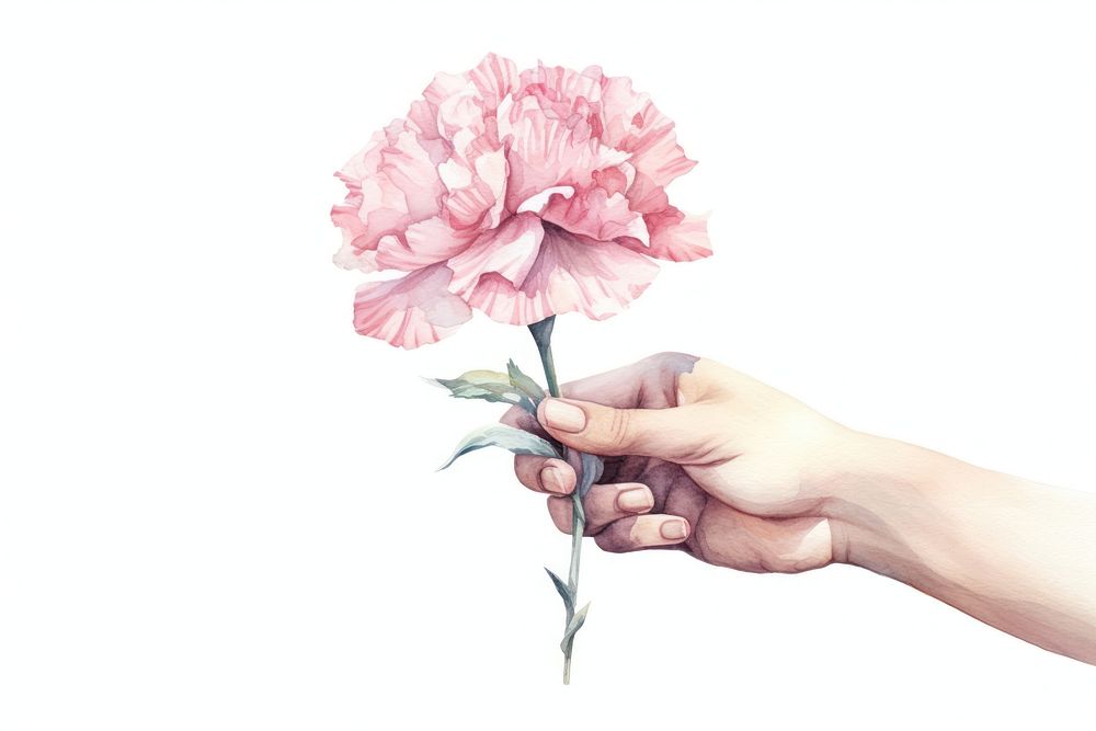 Hand holding a pink carnation flower plant rose white background.