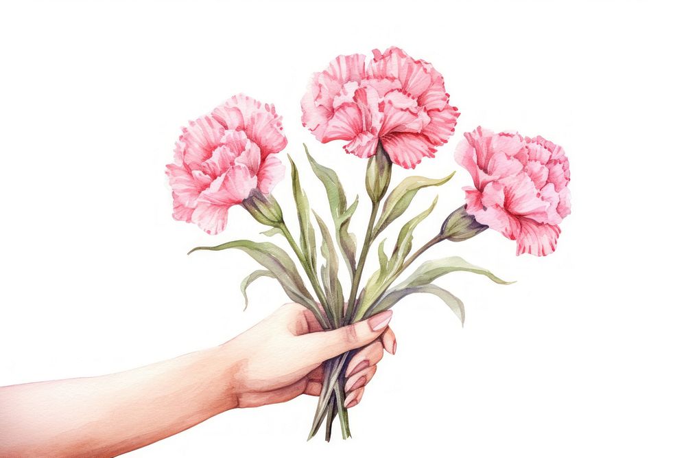 Hand holding carnation flowers plant white background inflorescence.