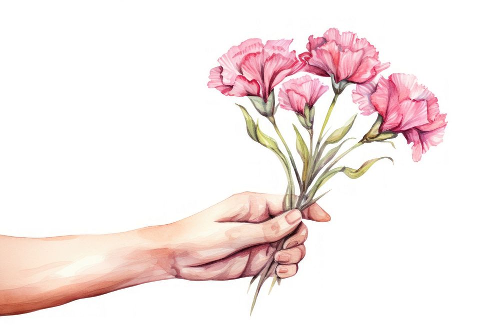 Hand holding carnation flowers plant rose white background.