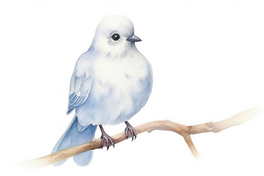 Cute watercolor illustration of a dove animal white bird.