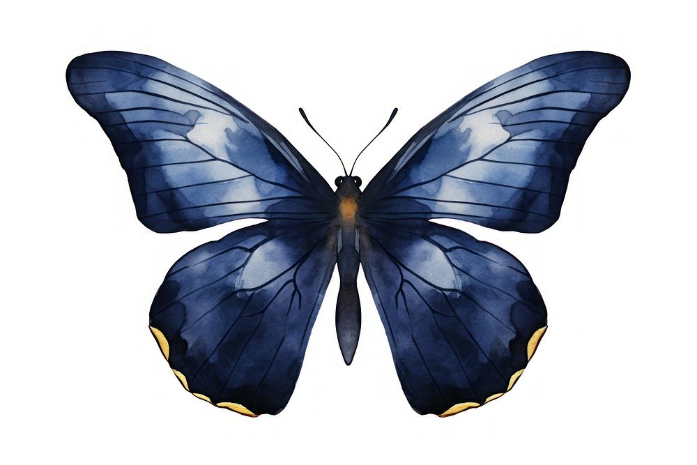 Indigo butterfly insect animal moth.