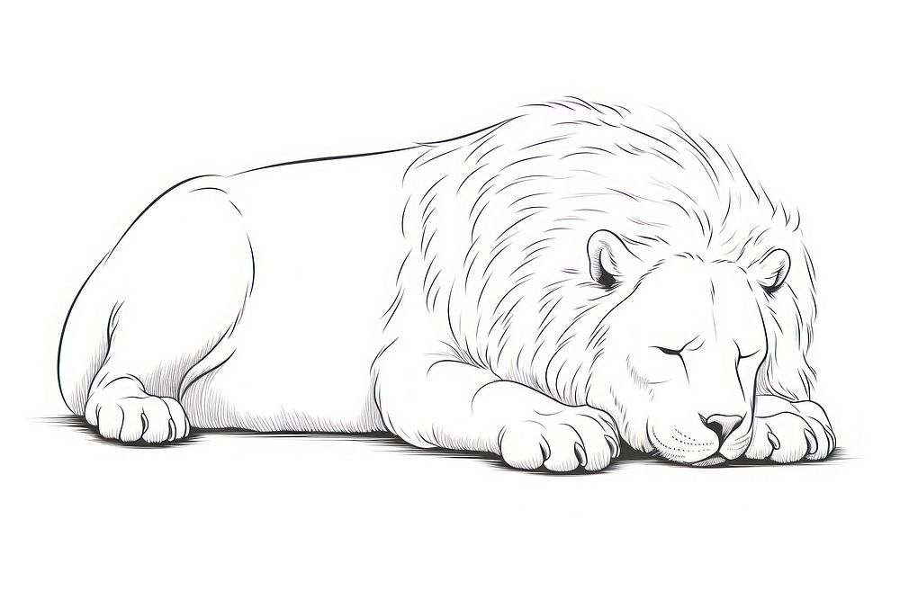 Lion sleeping sketch wildlife drawing.
