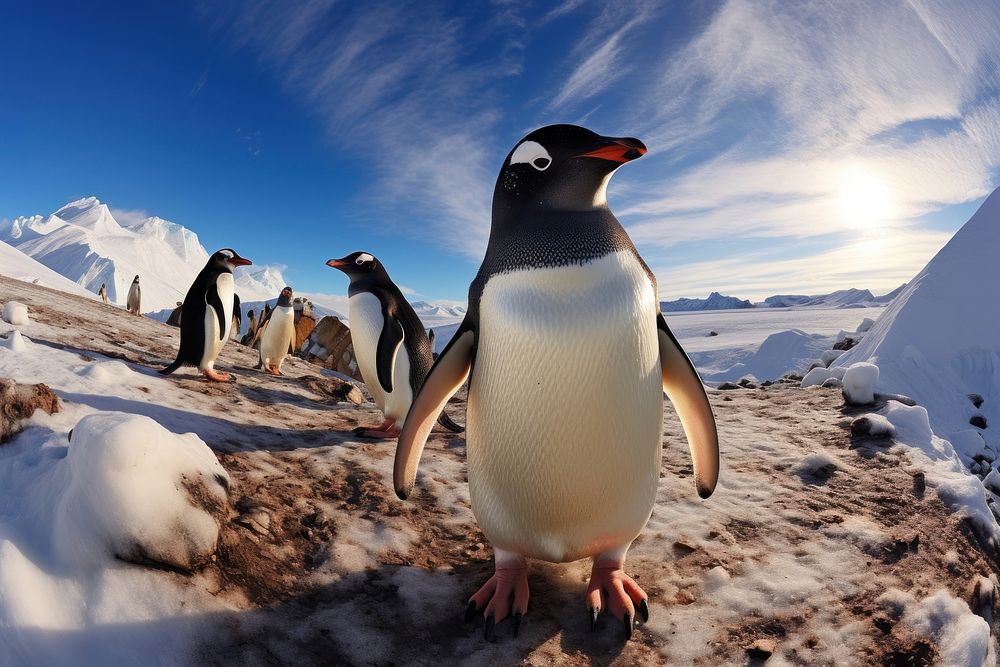 Penguin colony in Antarctica penguin wildlife animal.